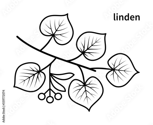 Linden branch vector line icons. Nature and ecology. Isolated collection of linden branch on white background.