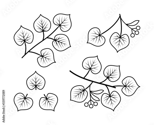 Linden branches and linden fruit vector line icons. Nature and ecology. Isolated collection of line icons linden branches for on white background.