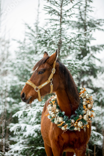 Beautiful bay horse in winter in Christmas decorations