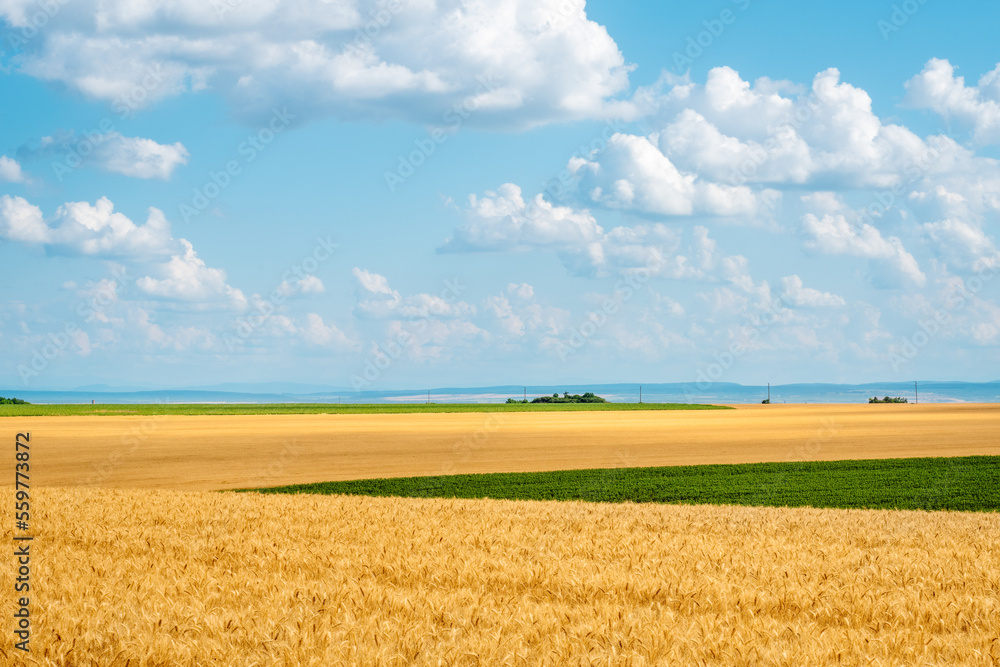 A golden wheat field in the Danube plain under a blue summer sky.