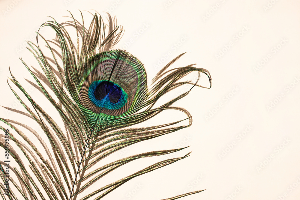 Fototapeta premium A colorful peacock feather casts a light shadow against a white wall.