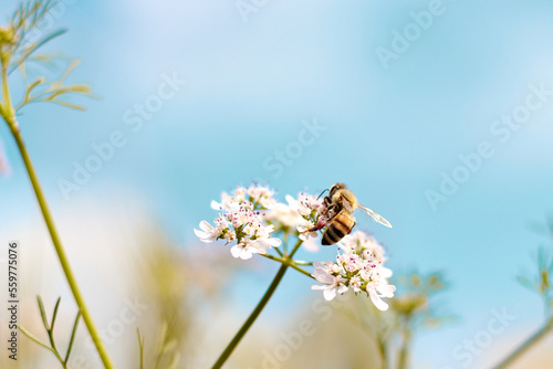 Bee eating pollen of flower in the field.Close up of a striped bee collects honey on a beautiful flower on a sunny day with blue sky. Bee in spring, bee is hunting flower.