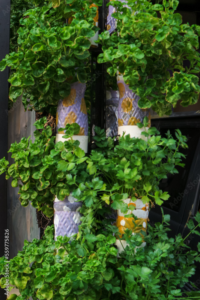 growing hydroponic vegetables with used bottles in the front of the house growing hydroponic vegetables with used bottles in the front of the house