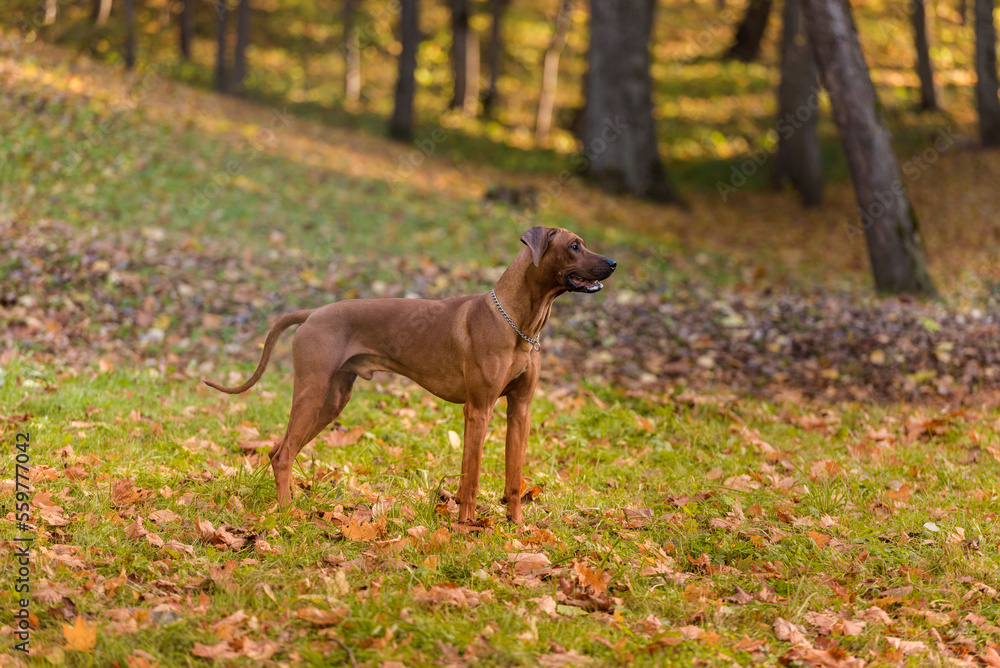 Rhodesian Ridgeback is Standing on the Ground.