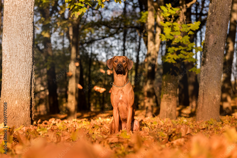 Rhodesian Ridgeback Dog Is Sitting Rhodesian Ridgeback Dog Is Sitting