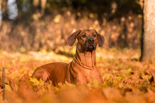 Rhodesian Ridgeback is Laying on the Ground.