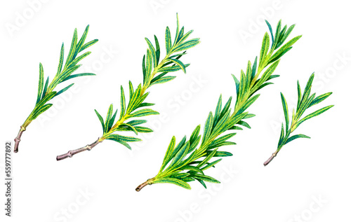 Set of Rosemary sprigs on isolated. Watercolor illustration. Hand drawn botanical spices for cooking of provencal herbs. For design, booklets, restaurant menus.