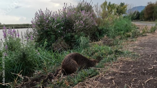 Nutria on the banks of a stream of clean water, in Agmon Hachula Nature Reserve - Northern Israel photo