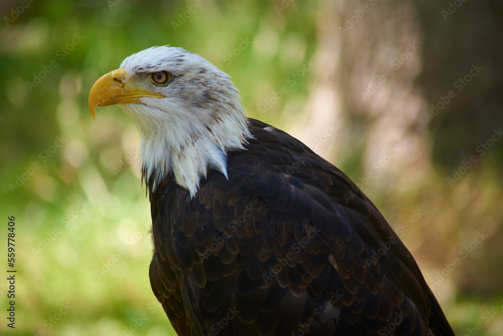 portrait of a eagle portrait of a eagle