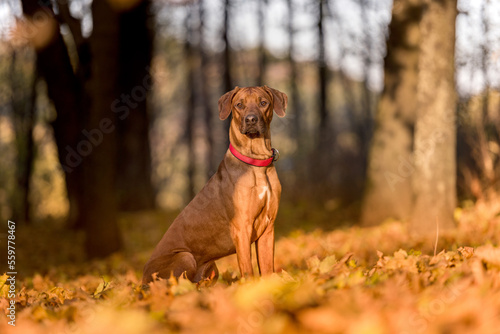 Rhodesian Ridgeback Dog is Sitting on the Ground. Falling Autumn Leaves