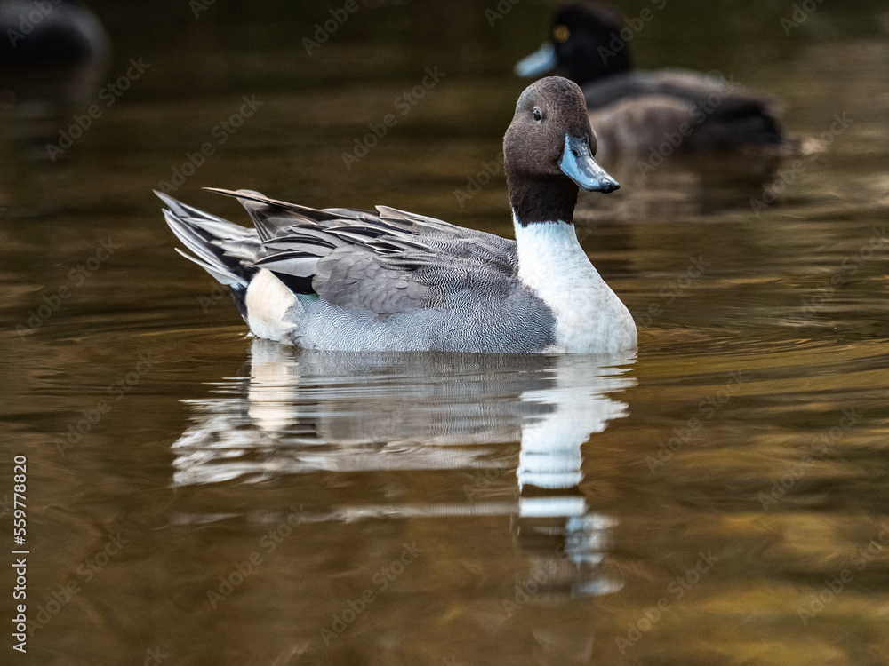male northern pintail duck wintering in Ueno 6 male northern pintail duck wintering in Ueno 6