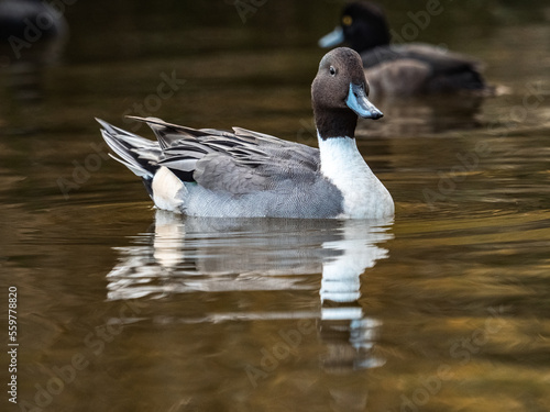 male northern pintail duck wintering in Ueno 6