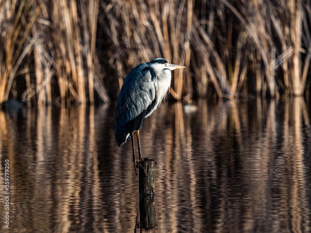 Japanese gray heron perched in a small pond Japanese gray heron perched in a small pond