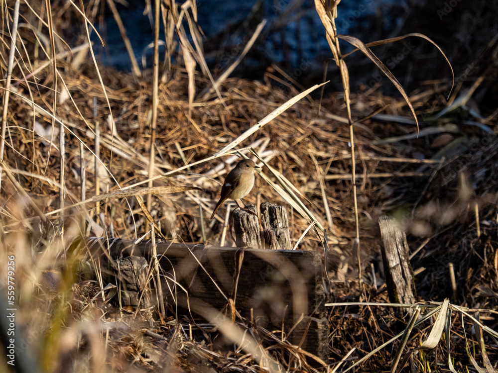 cute female daurian redstart in Japanese wetland cute female daurian redstart in Japanese wetland