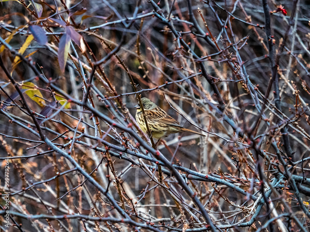 male black-faced bunting in a bare winter bush 2