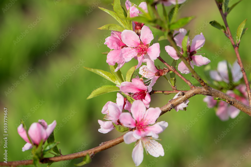 In spring, the garden is blooming with red leaves and blue peach flowers In spring, the garden is blooming with red leaves and blue peach flowers