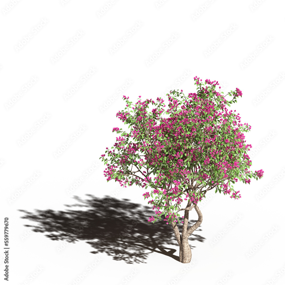 large tree with a shadow under it, isolated on a transparent background, 3D illustration, cg render
