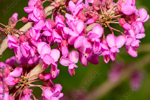 In spring, beautiful bauhinia flowers bloom in the garden
