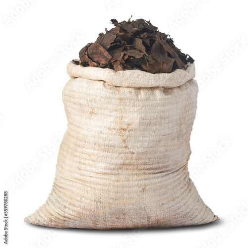 bag full of fallen dry leaves for organic fertilizer isolated, closeup view of transformation of fallen leaves, biodegradable garden recycling material into fertile soil