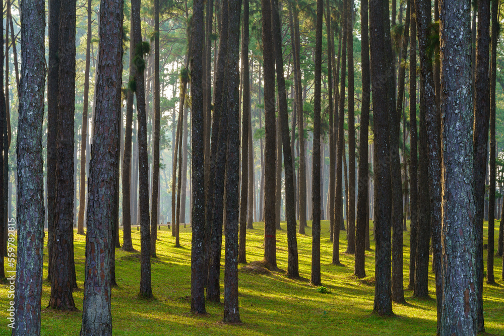 Fototapeta premium Pine forest at Bor luang Sub-district, Chiang mai Province, Thailand.