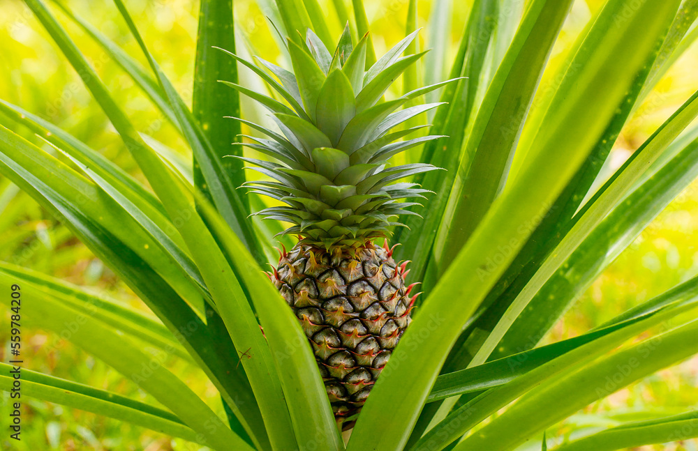 Fototapeta premium Pineapples growing on a plantation close-up. Pineapple harvest in tropical countries. Fresh tropical fruits.