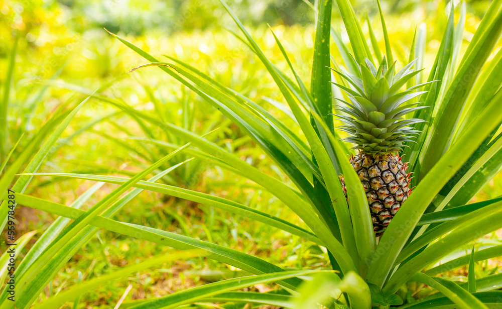 Pineapples growing on a plantation closeup. Pineapple harvest in