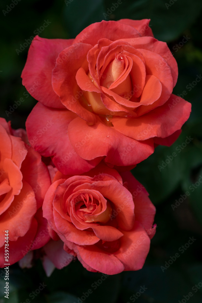 Scarlet roses on black background. Vertical, close-up, selective focus. Red roses - symbol of love. Romantic emotions, floriculture, floristry, congratulations Scarlet roses on black background. Vertical, close-up, selective focus. Red roses - symbol of love. Romantic emotions, floriculture, floristry, congratulations