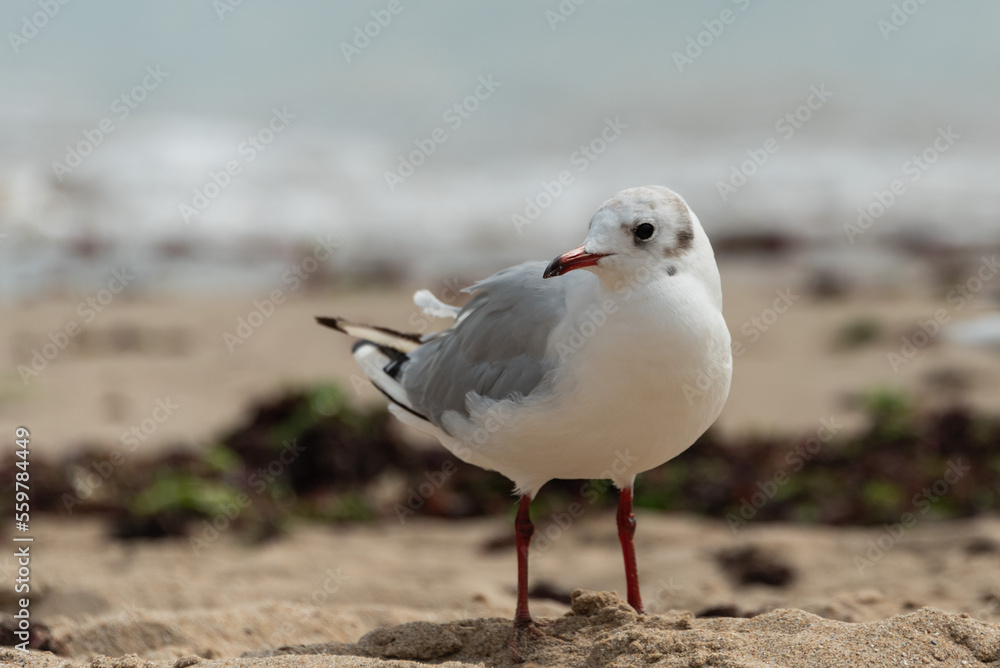 Obraz premium Oiseaux maritimes