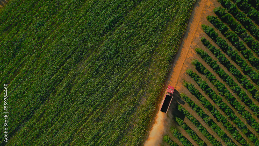 Obraz premium Coffee farm, scenery and everyday life in the countryside