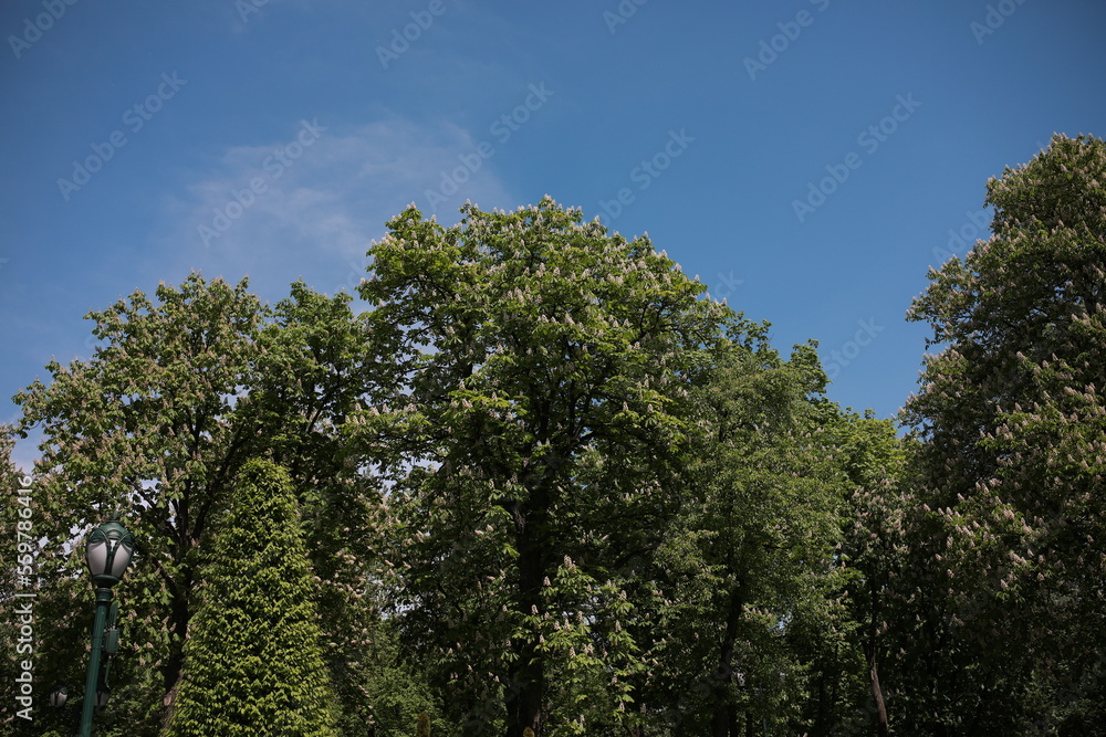 Green park with lawn and trees in a city at sunset