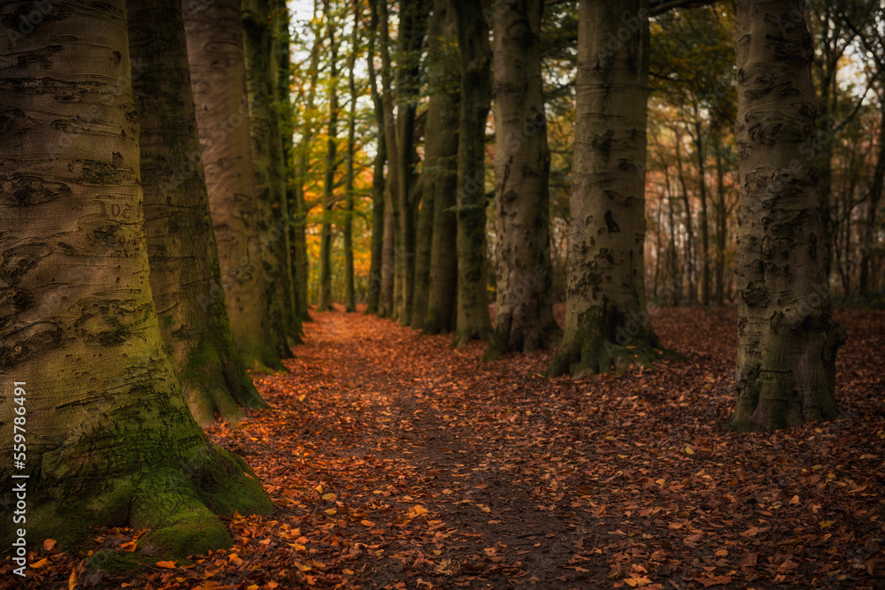 Obraz premium Autumn leaves forest in the Netherlands.