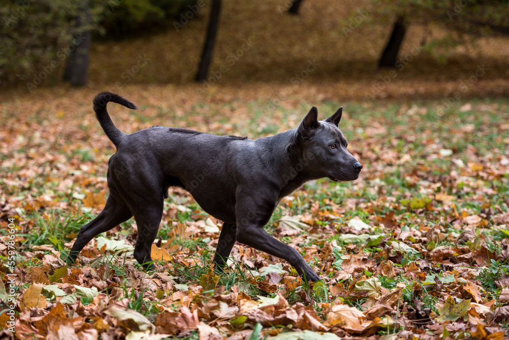 Thai Ridgeback Dog is Playing on the Autumn Leaves Ground. Thai Ridgeback Dog is Playing on the Autumn Leaves Ground.