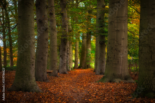 Autumn leaves forest in the Netherlands.