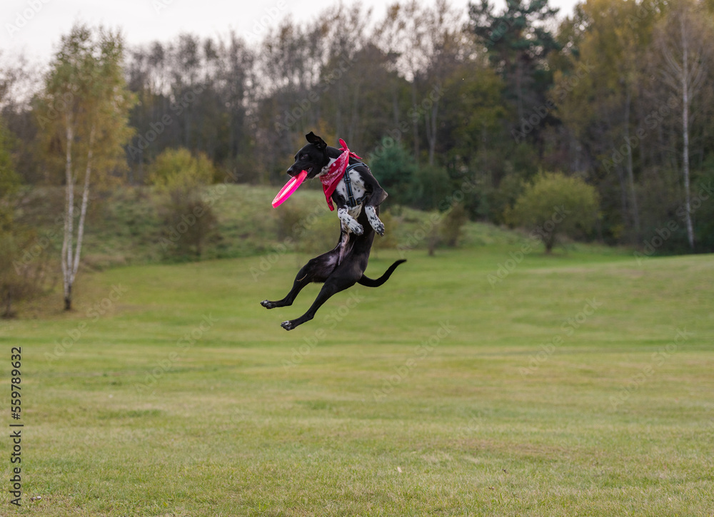 Black Dog is Playing. Try to Catch a Toy. Black Dog is Playing. Try to Catch a Toy.