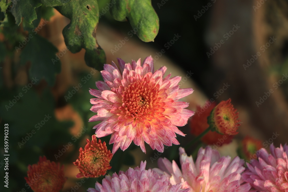 A close up photo of a bunch of dark pink chrysanthemum flowers with yellow centers and white tips on their petals. A close up photo of a bunch of dark pink chrysanthemum flowers with yellow centers and white tips on their petals.