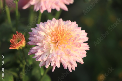 Close up photo of a bunch of chrysanthemum flowers with yellow centers and white tips on their petals