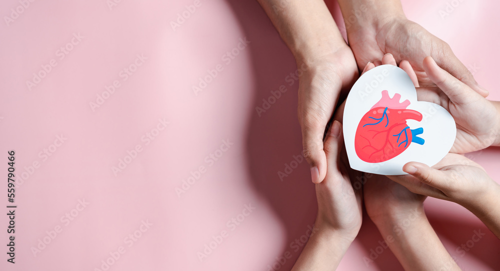 hands holding red heart anatomy donation paper cut, health care, organ ...