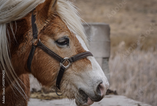 portrait of a horse