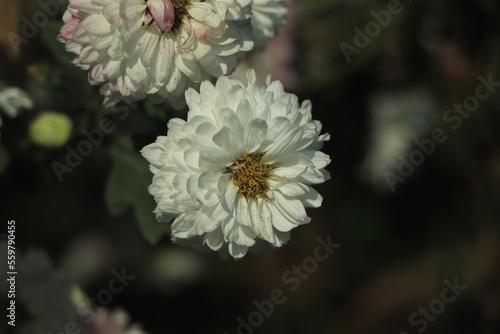 closeup of white chrysanthemum flower in field