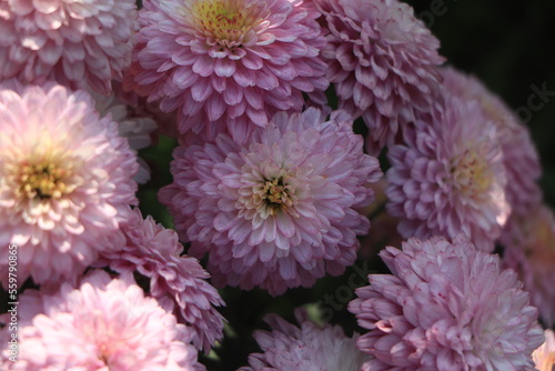 A close up photo of a bunch of dark pink chrysanthemum flowers with yellow centers and white tips on their petals.