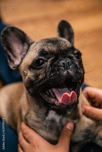 Funny French bulldog puppy with open mouthe and protruding tongue