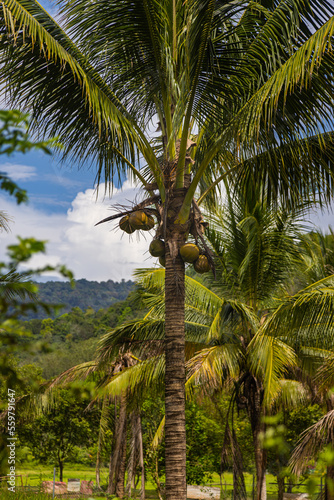 Coconut Tree at the island of Langkawi. Coconut palm on blue sky. Palm tee with ripe coconuts. Exotic and wild scenery with palm trees and coconut trees in Malaysia. Green Palm Tree against blue sky