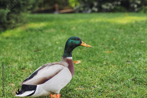 A duck walking in a park 