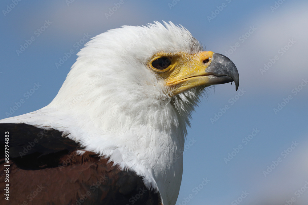Portrait of an African Fish Eagle against a blue sky
Portrait of an African Fish Eagle against a blue sky