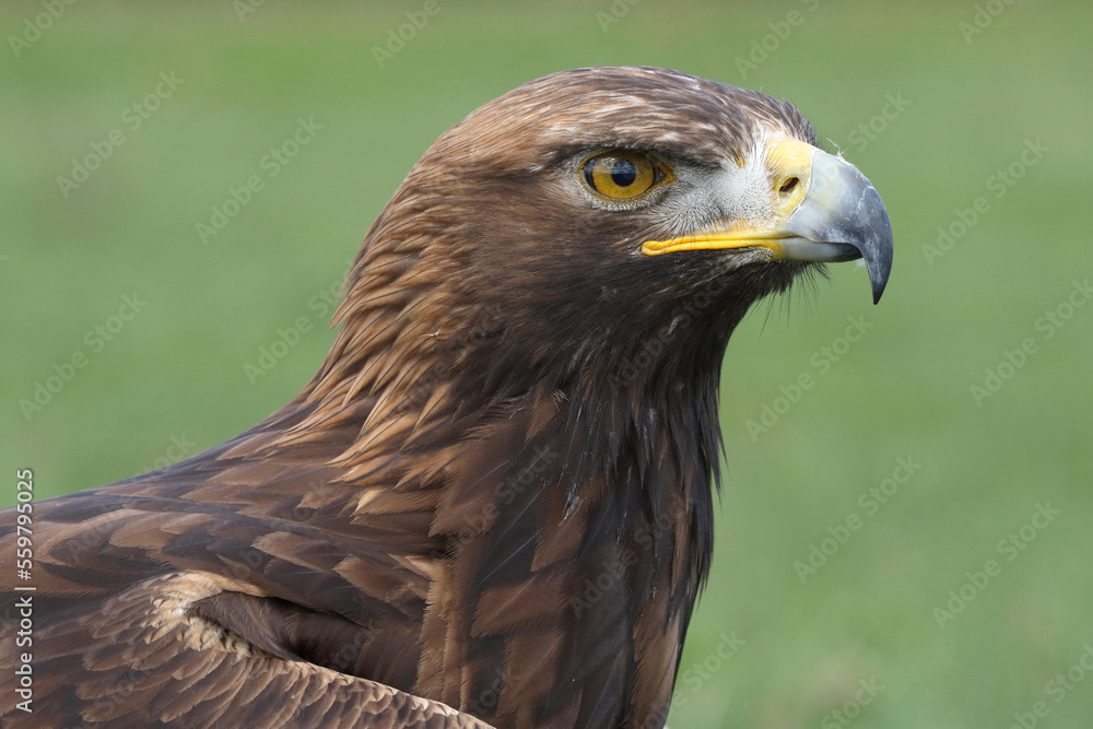 Portrait of a Golden Eagle against a green background
Portrait of a Golden Eagle against a green background