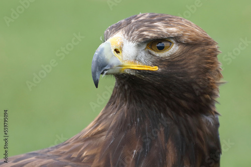 Portrait of a Golden Eagle against a green background 