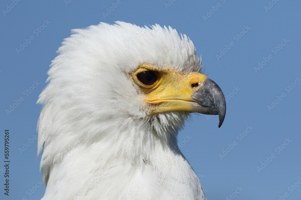 Portrait of an African Fish Eagle against a blue sky
Portrait of an African Fish Eagle against a blue sky