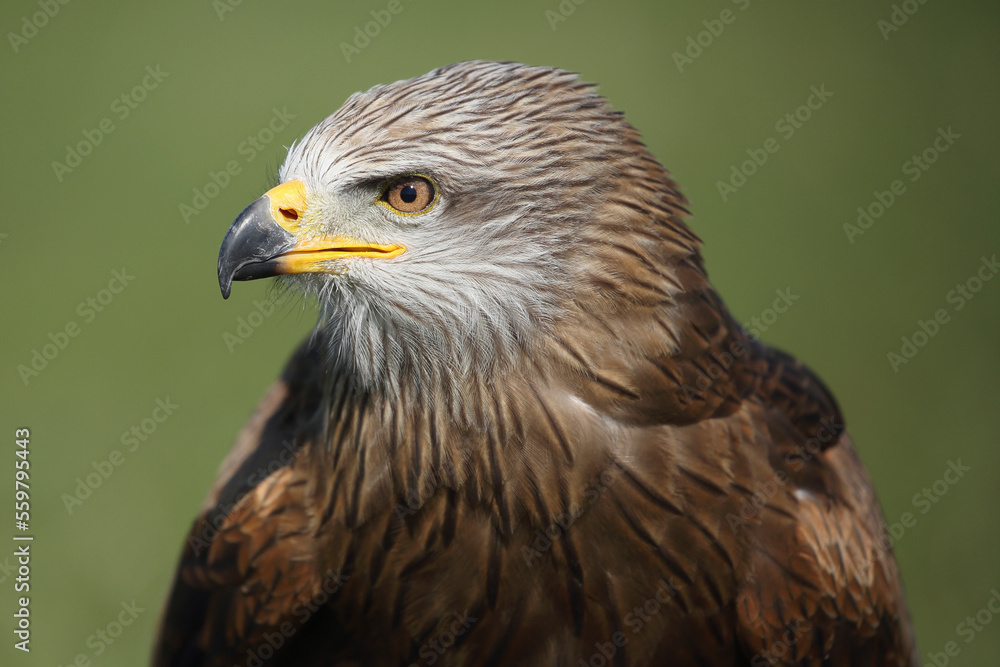 Portrait of a Black Kite against a green background
Portrait of a Black Kite against a green background