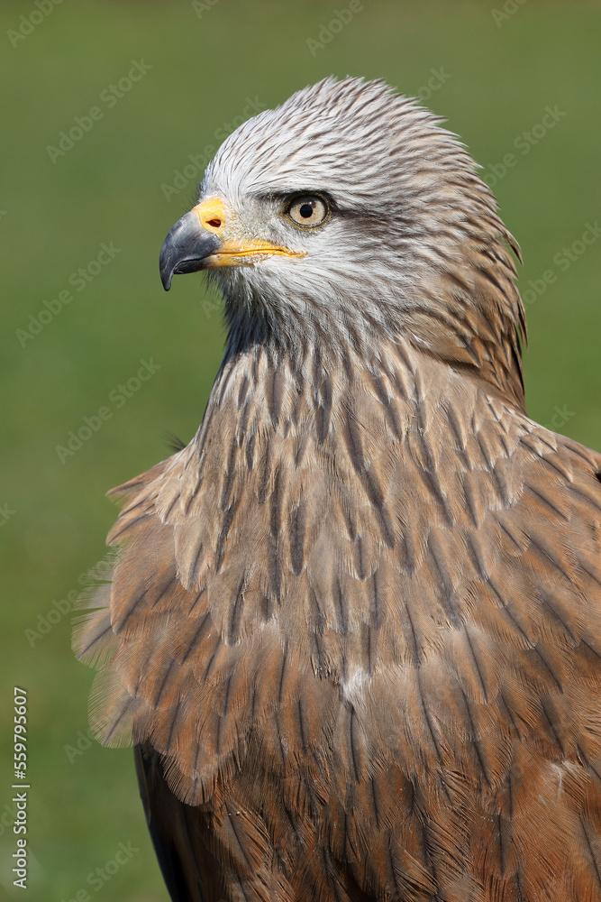 Portrait of a Black Kite against a green background
Portrait of a Black Kite against a green background
