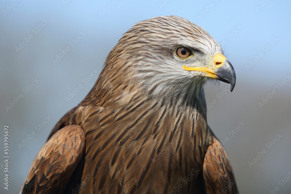 Portrait of a Black Kite against a blue sky
Portrait of a Black Kite against a blue sky